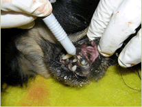El Cuidado Dental Del Perro