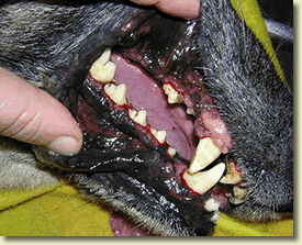 El Cuidado Dental